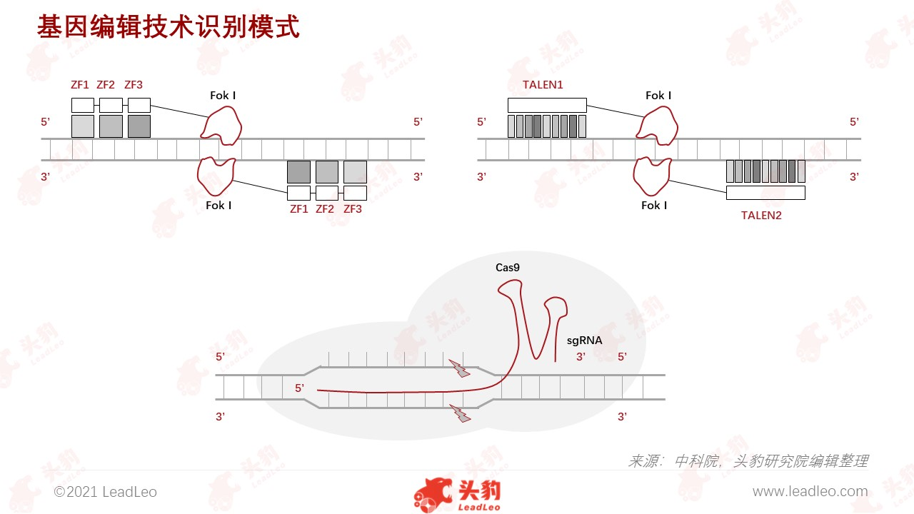 基因编辑技术识别模式