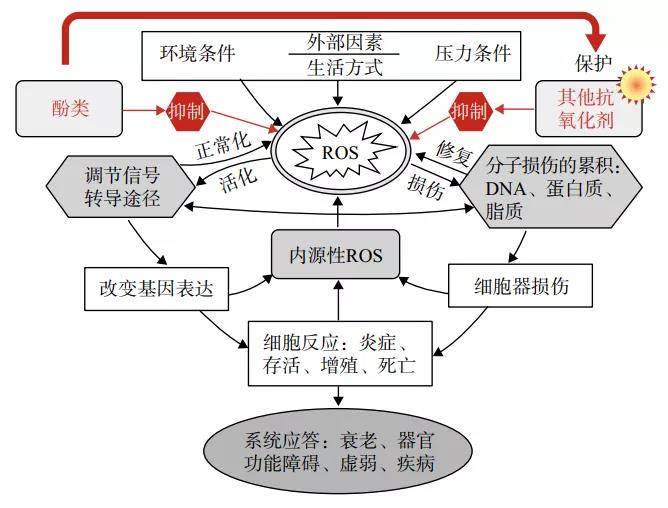 图2 氧化应激的因素和机制