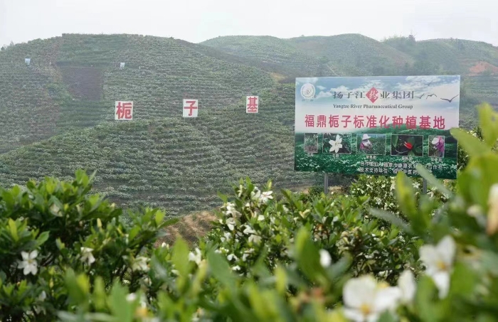 图为扬子江药业集团栀子标准化种植基地。