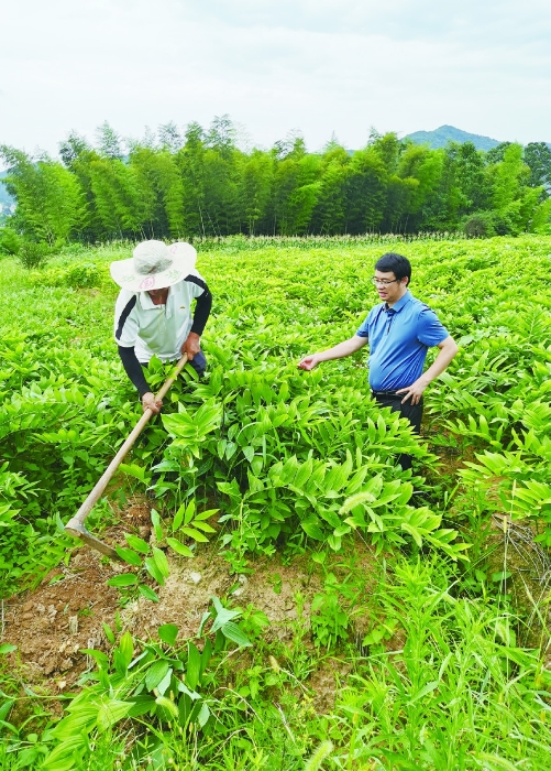 图②为今年6月28日，湖南农业大学生物科学与技术学院专家（右）在湖南省南国药都中药饮片有限公司玉竹种植基地指导工作。